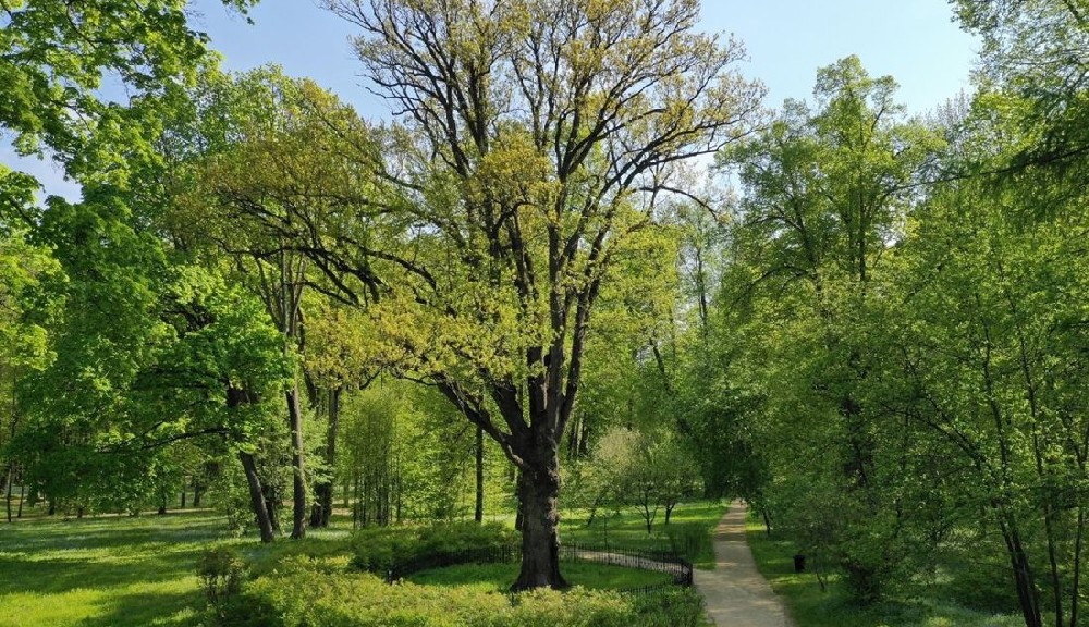 A kizárt fa: Turgenyev-tölgy (Fotó: treeoftheyear.org)