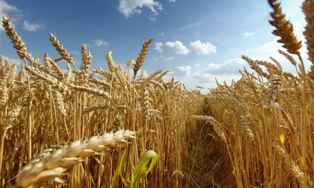 Kormánydöntés: Jóváhagyják a gabona, a liszt és az olaj kivitelét