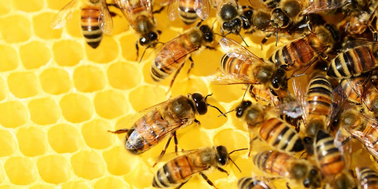 Aki a méheket szereti, rossz ember nem lehet