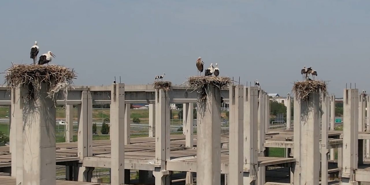 Gólya-kolónia vette birtokba az újvidéki betoncsontvázat (Fotók+Videók)