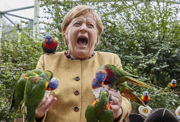 Papagáj „támadta meg” Angela Merkelt