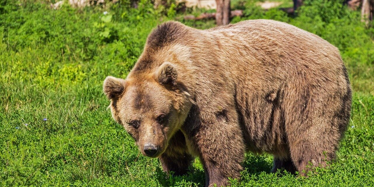 400 „szelfit” csinált magáról egy coloradói medve (Fotók)