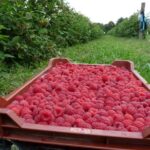 Szerbiában jól terem a gyümölcs, annak, aki öntözi