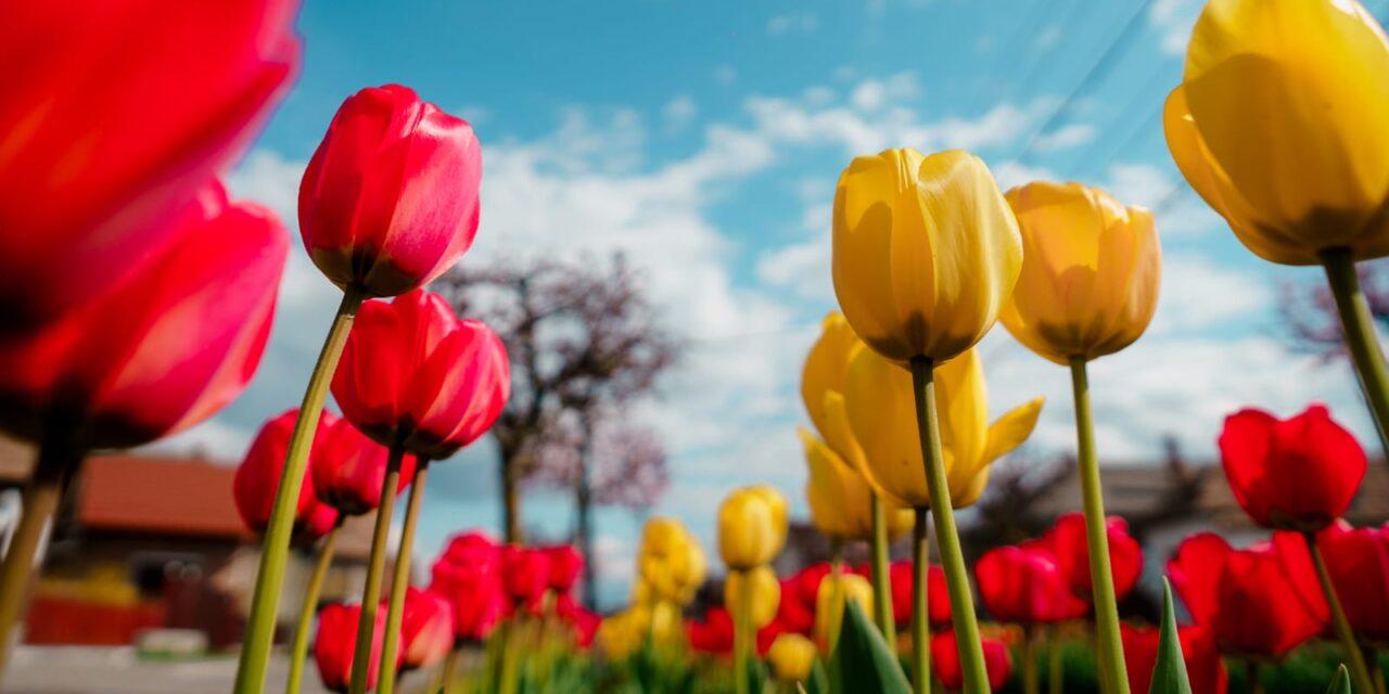 58 ezer nyíló tulipánnal csalogatja a turistákat egy erdélyi település
