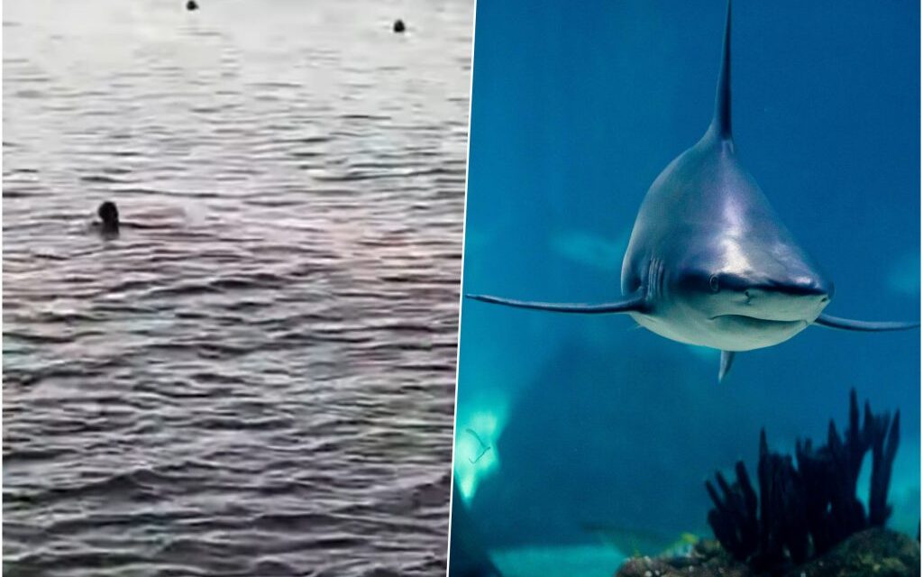 Nem élte túl az osztrák állampolgár a cápatámadást (videó)