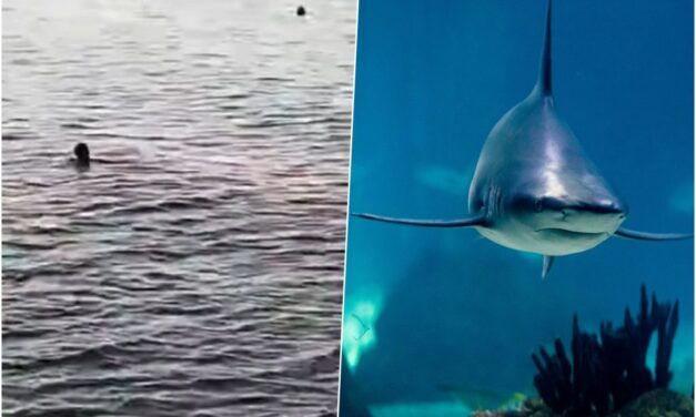 Nem élte túl az osztrák állampolgár a cápatámadást (videó)