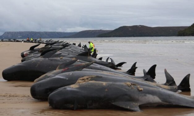 Kétszáznál is több bálna pusztult el Tasmániában