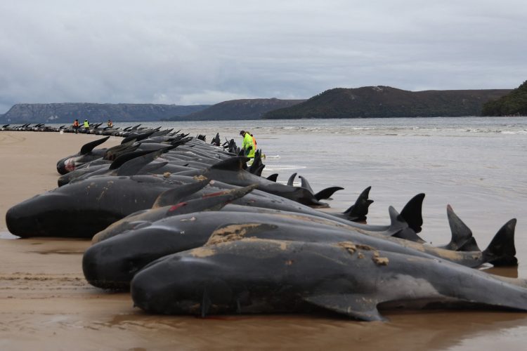 Kétszáznál is több bálna pusztult el Tasmániában