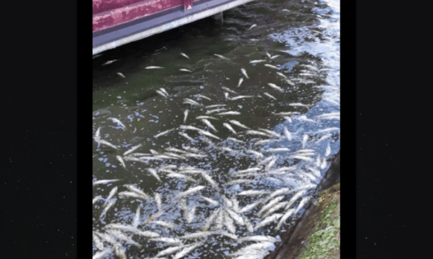Pusztulnak a halak a Palicsi-tóban