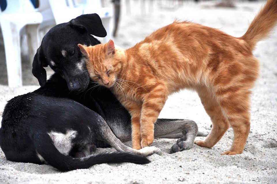 Gyerekekkel játszó kutyát és macskákat mérgeztek meg Törökbecsén