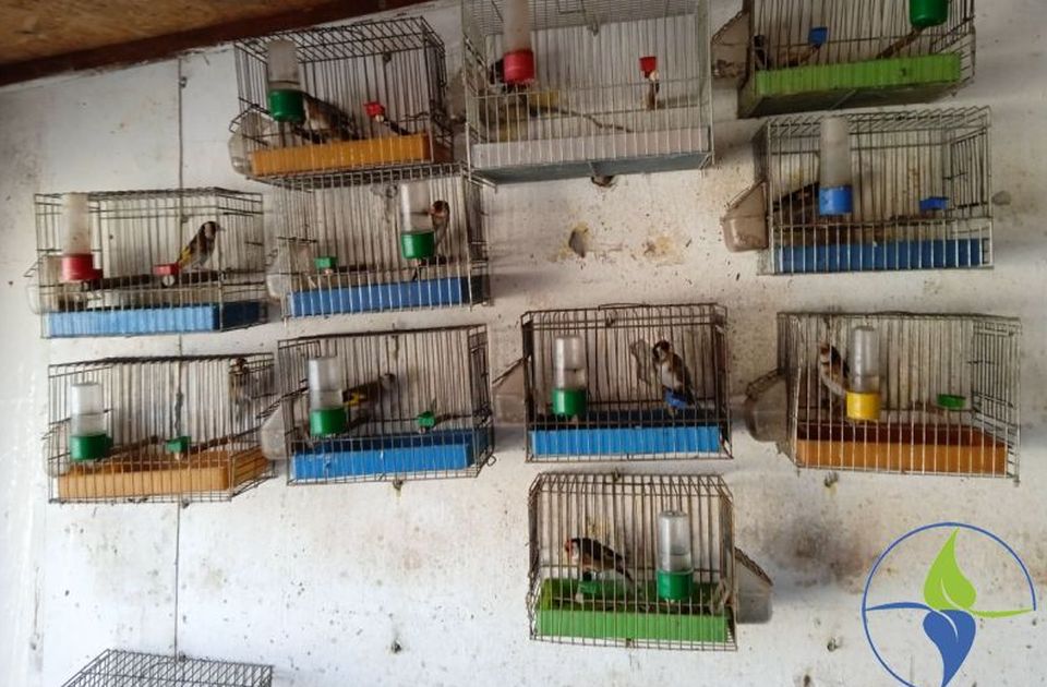 Védett madarakat tartottak fogva a szabadkai ház udvarában