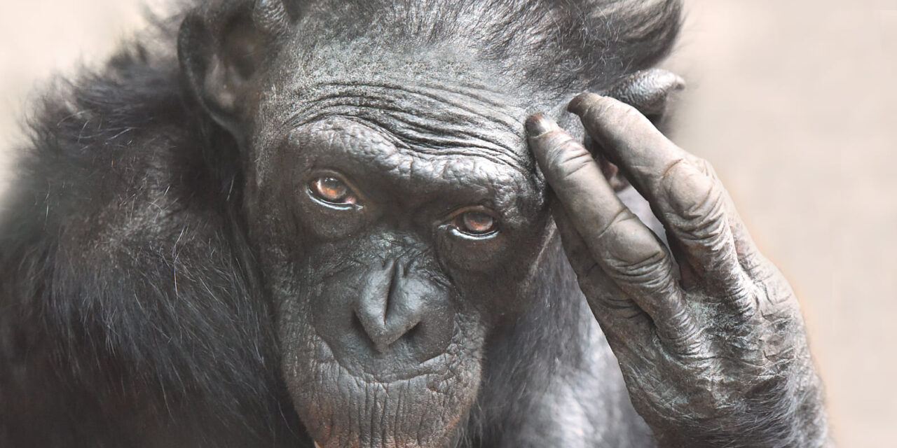 Elpusztult a világ legidősebbnek tartott emberszabású majma