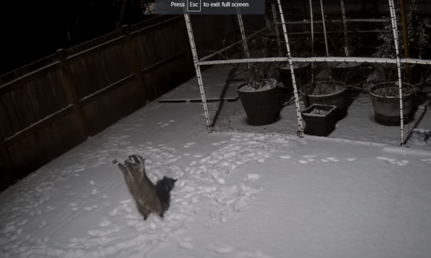 Mosómedve kapkod boldogan a hópelyhek után (Videó)