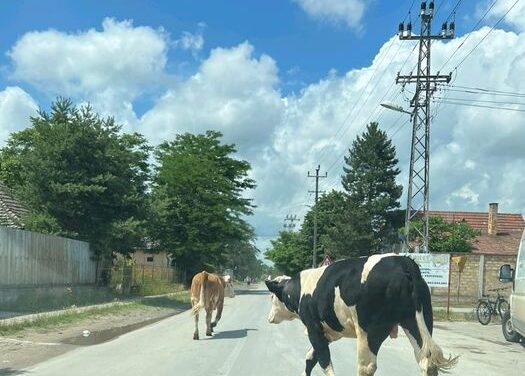 Sétáltak egyet a tehenek a szabadkai utcákon